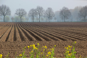 Dopłata za zróżnicowaną strukturę upraw: jakie rośliny mają pozytywny wpływ na glebę?