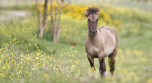 W Polsce jest ok. 360 tys. koni, połowa - to konie zimnokrwiste