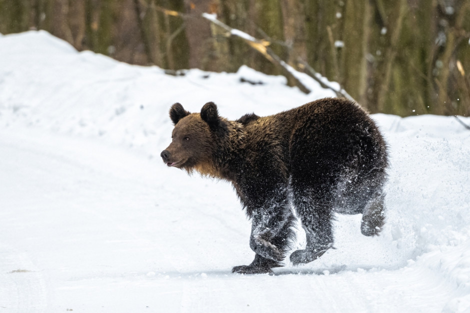 W odszukiwaniu truchła kozic, czy jeleni, pod śniegiem pomaga niedźwiedziom ich doskonały węch, który jest najlepiej rozwinięty ze wszystkich ich zmysłów, fot. Shutterstock