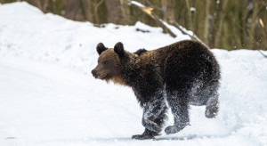 W Tatrach niedźwiedzie budzą się z zimowego snu