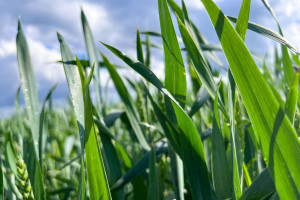 Ochrona hybrydowa zbóż.  Teoria czy już praktyka?