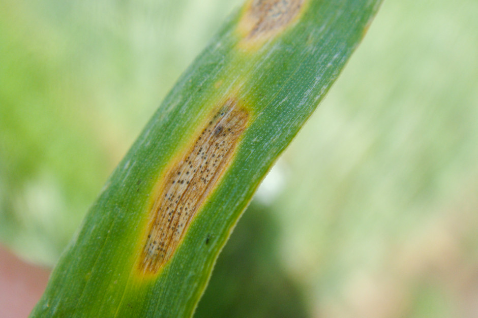 Wyniki obserwacji choroby w COBORU wskazują na duże zróżnicowanie odmian pszenicy w podatności na septoriozę paskowaną liści pszenicy, fot. farmer.pl