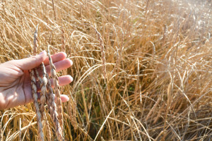 Materiał siewny zbóż ekologicznych. Co oferuje rynek?