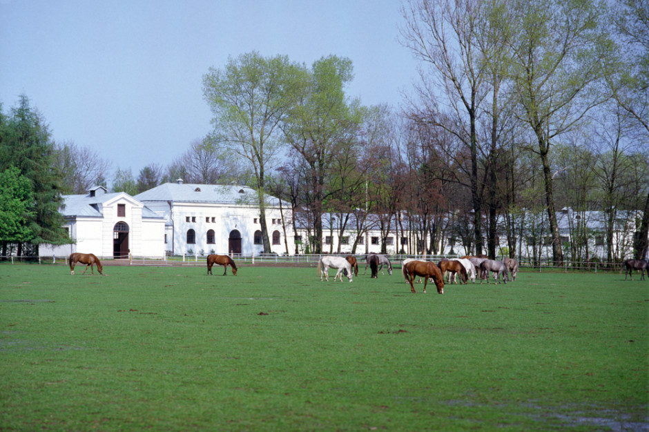 Stadnina Koni w Janowie Podlaskim, Foto: shutterstock/MrMR