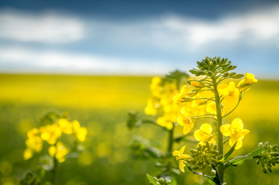W produkcji ekologicznej stosowanie środków biologicznych jest szerzej propagowane, niż w uprawie konwencjonalnej fot. Shutterstock