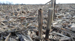 GAEC 6 budzi nadal spore kontrowersje wśród rolników. Co może stanowić pokrywę glebową na zimę?