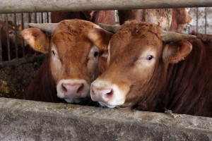 Aktualne ceny bydła lecą w dół. Słaby popyt i podaż zwierząt