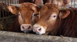 Jakiego wsparcia poza ekoschematami potrzebuje hodowla bydła mięsnego w Polsce?
