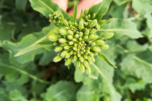 Dyskusja o coraz trudniejszej ochronie insektycydowej
