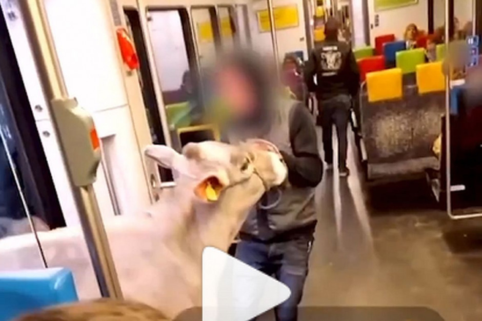Filmiki z krową z pociągu stały się przebojem nie tylko w Szwajcarii, Foto: screen/fm1today