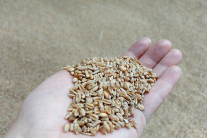 Credit Agricole prognozuje spadki cen pszenicy i kukurydzy
