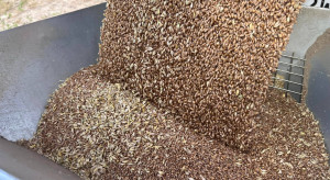 KOWR rozsyła do skupów informacje dotyczące możliwości sprzedaży pszenicy do Maroka