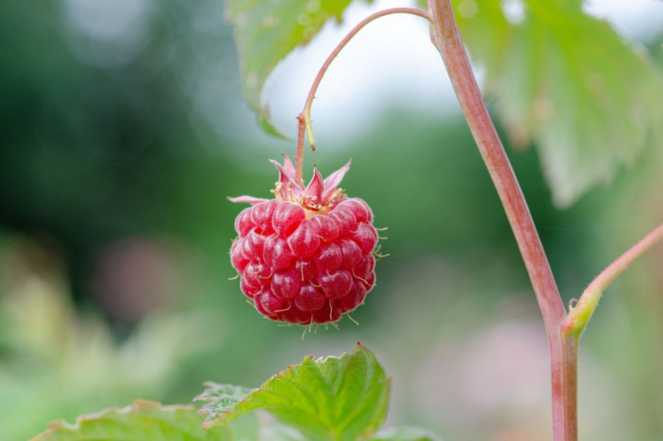 Polscy plantatorzy nie mają szans w konkurencji z owocami z Ukrainy, Foto: pixabay/Kathas_Fotos