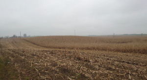 Zbiór kukurydzy pod koniec marca z problemami ze zbytem w tle