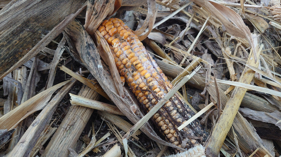 Marcowy zbiór kukurydzy spowodowany jest problemami ze sprzedażą ziarna, fot. Maciej Sacha