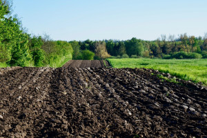 Rolnictwo ekologiczne w Polsce. Jak się zmieniało, jakie są perspektywy rozwoju?