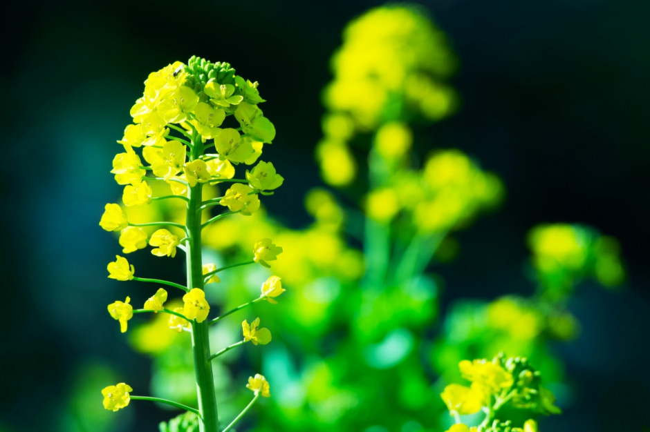 Piątka dla biopaliw, fot. Shutterstock