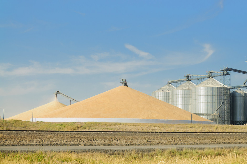 Cena pszenicy na MATIF wzrosła o 1,0 proc., fot. Shuttrerstock