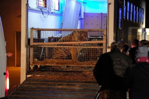 Ruszył proces ws. transportu tygrysów w sposób powodujący ich cierpienie. Jedno zwierzę padło