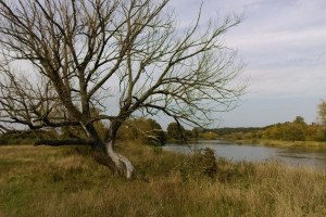 Opolskie: Ostrzeżenie przed przekroczeniem stanu ostrzegawczego w zlewni Stobrawy