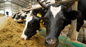 Wyniki oceny wartości użytkowej krów mlecznych za 2022 r.
