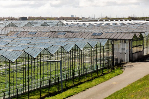 Holandia: koszty energii spowalniają handel kwiatami