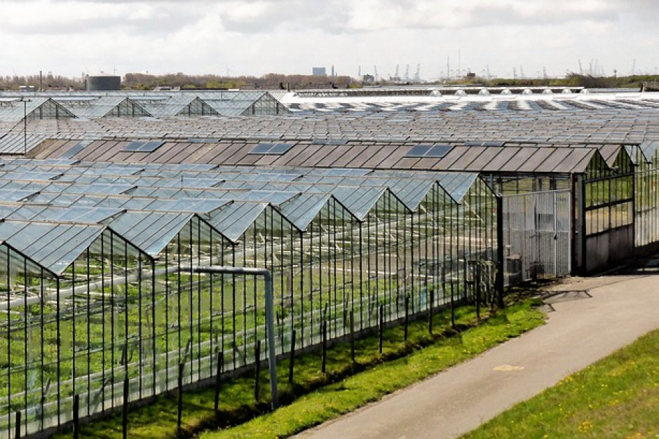 Holandia: na skutek wysokich podatków energetycznych spada liczb firm  produkujących kwiaty i rośliny ozdobne;  Fot pixabay.com