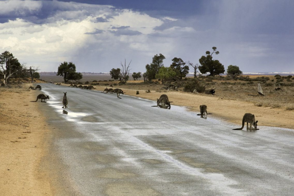 Wiele rejonów Australii od lat zmaga się z postepująca suszą, Foto: pixabay/TitusStaunton