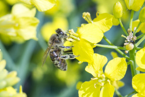 Ochrona okołokwitnieniowa rzepaku a bezpieczeństwo pszczół
