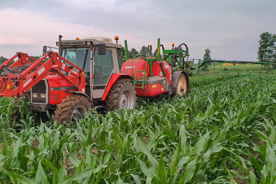 Jednym z typowych gatunków zarastających plantację kukurydzy jest chwastnica jednostronna, fot. farmer.pl