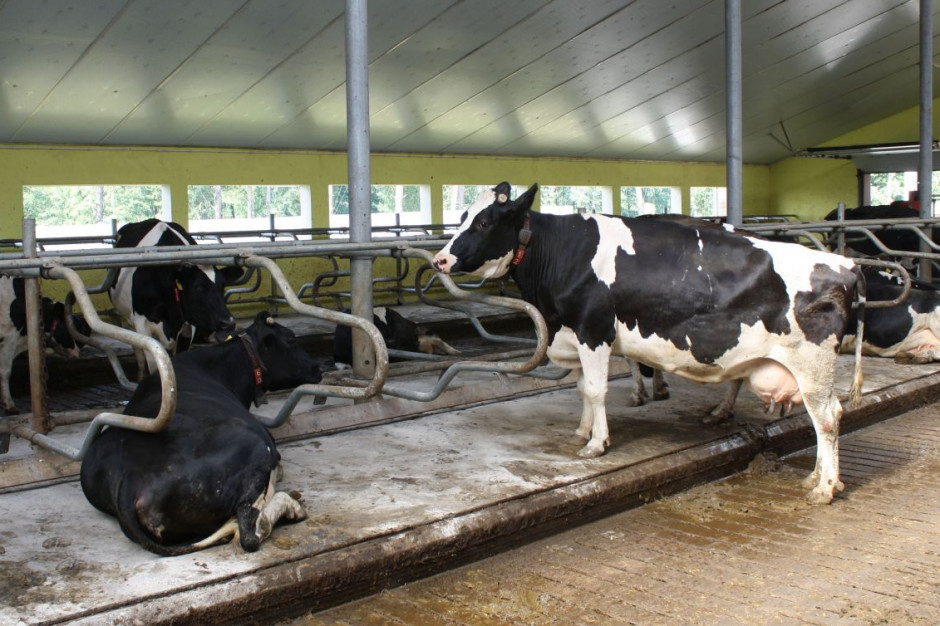 Dla Greenpeace obecna producja mleka to torturowanie krów, Foto: Farmer/GT