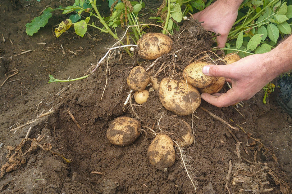 Pomimo niesprzyjającego układu pogodowego, zdaniem dr Nowackiego wstępne szacunki plonów są dobre fot. farmer.pl