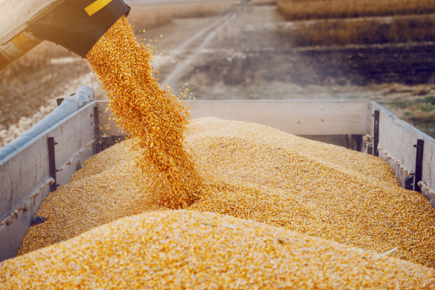 Niskie wyceny kukurydzy w kontraktach