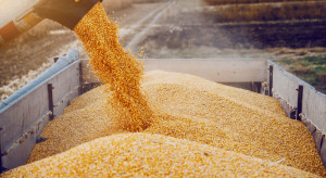 FAO prognozuje wzrost produkcji i popytu na zboża w tym sezonie