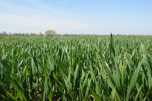 Regulacja zbóż ozimych w fazie liścia flagowego