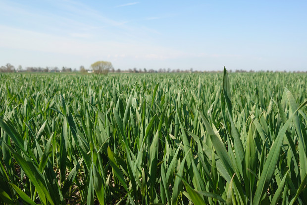 Regulacja zbóż ozimych w fazie liścia flagowego