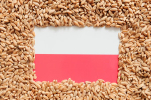 Rynek zboża w Polsce: słaby handel, ceny niskie