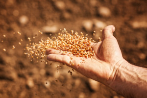 Wzrost cen zbóż na światowych giełdach