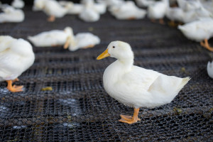 Grypa ptaków w Wielkopolsce. Zagazowanych zostanie 37 tys. kaczek
