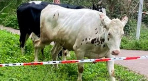Niemcy: krowy sparaliżowały ruch kolejowy