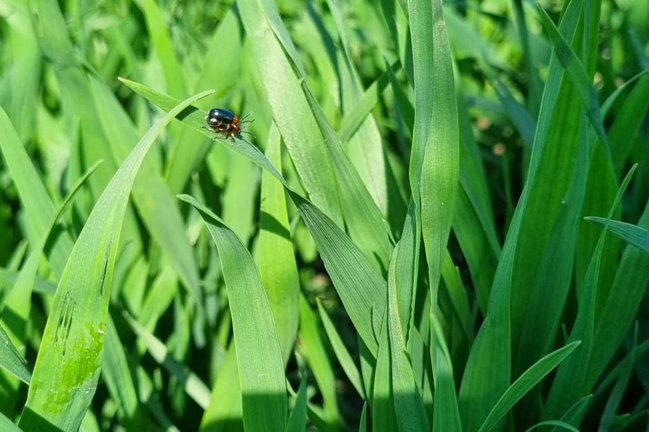 Chrząszcze skrzypionki zbożowej pojawiają się na plantacjach zbóż fot.KM