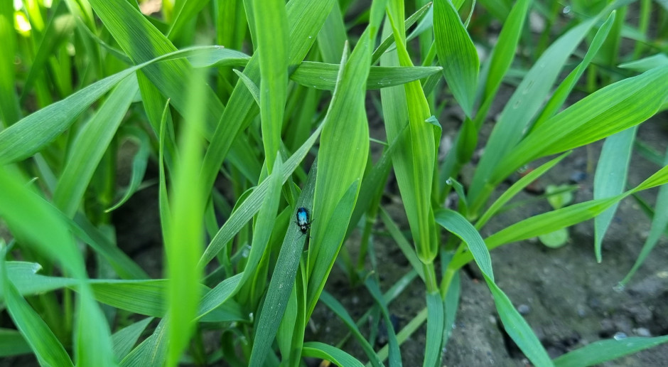 Nieco mniejsze chrząszcze skrzypionki błękitek mniej licznie występują na zbożach, fot.KM