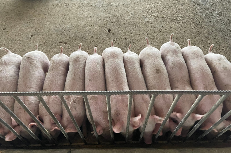 Ceny świń rzeźnych w Niemczech nie zmieniły się Fot.Shutterstock