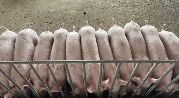 USA: pogłowie świń na podobnym poziomie, co rok wcześniej