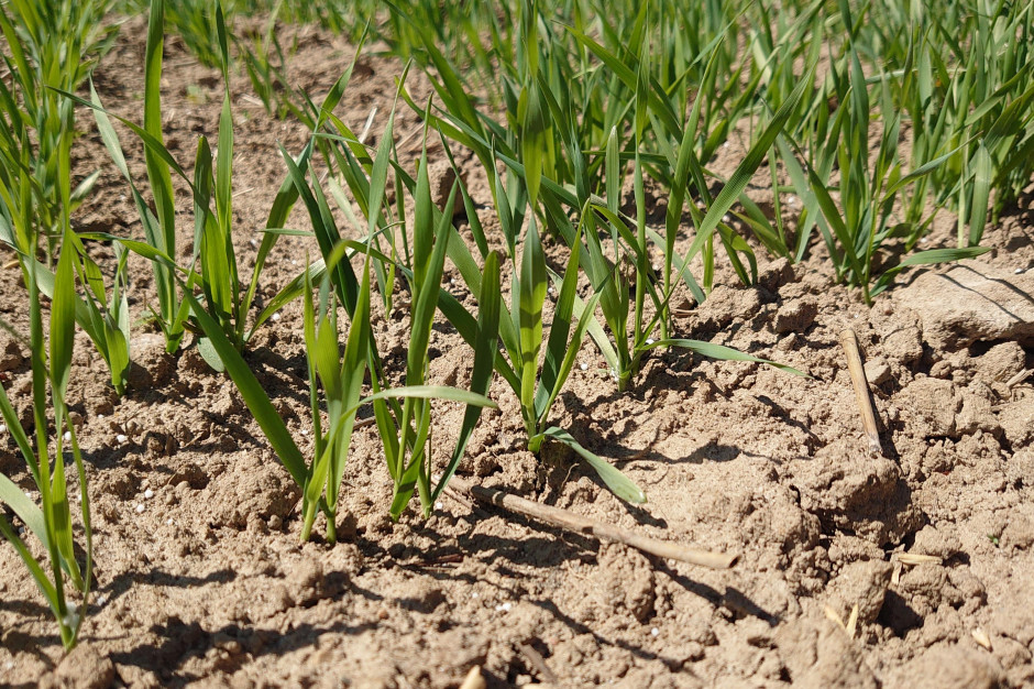 Regulację wzrostu zbóż jarych prowadzi się rzadziej niż w przypadku form ozimych, a także zalecane są mniejsze dawki substancji aktywnych, fot. Maciej Sacha