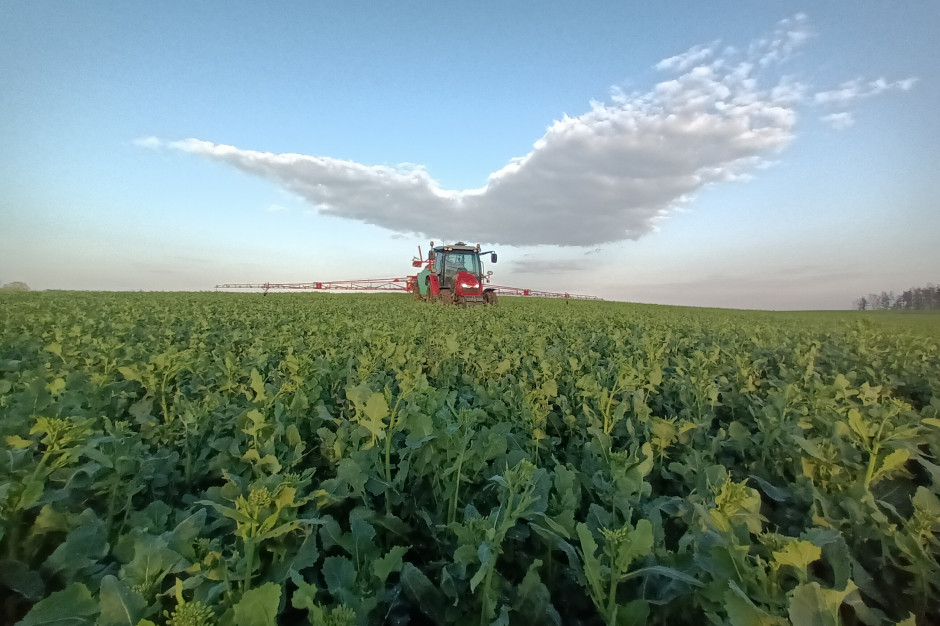 Ochrona okołokwitnieniowa rzepaku. Jak stosować technologię dwuzabiegową? fot. Syngenta