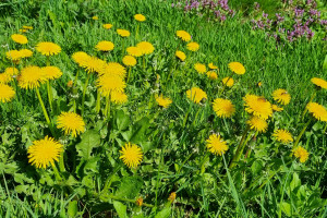 Fenologia – czyli natura podpowiada o terminach zasiewów