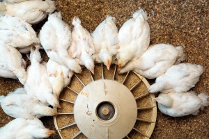 Rusza pomoc dla drobiarzy za straty z powodu grypy ptaków