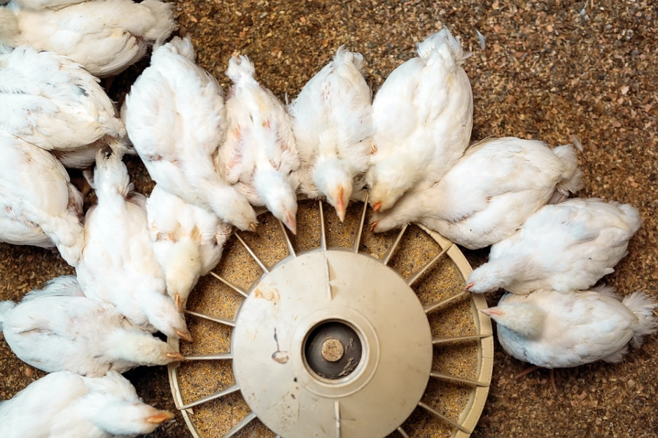 Szansę na zatrzymanie importu drobiu z Ukrainy są bliskie zeru Fot.Shutterstock