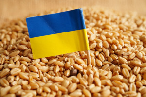 Po decyzji KE Polska, Słowacja i Węgry przedłużyły embargo na ukraińskie zboże, Rumunia wstrzymuje się